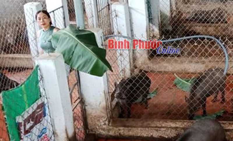 Làm giàu từ nuôi heo rừng Thái Lan