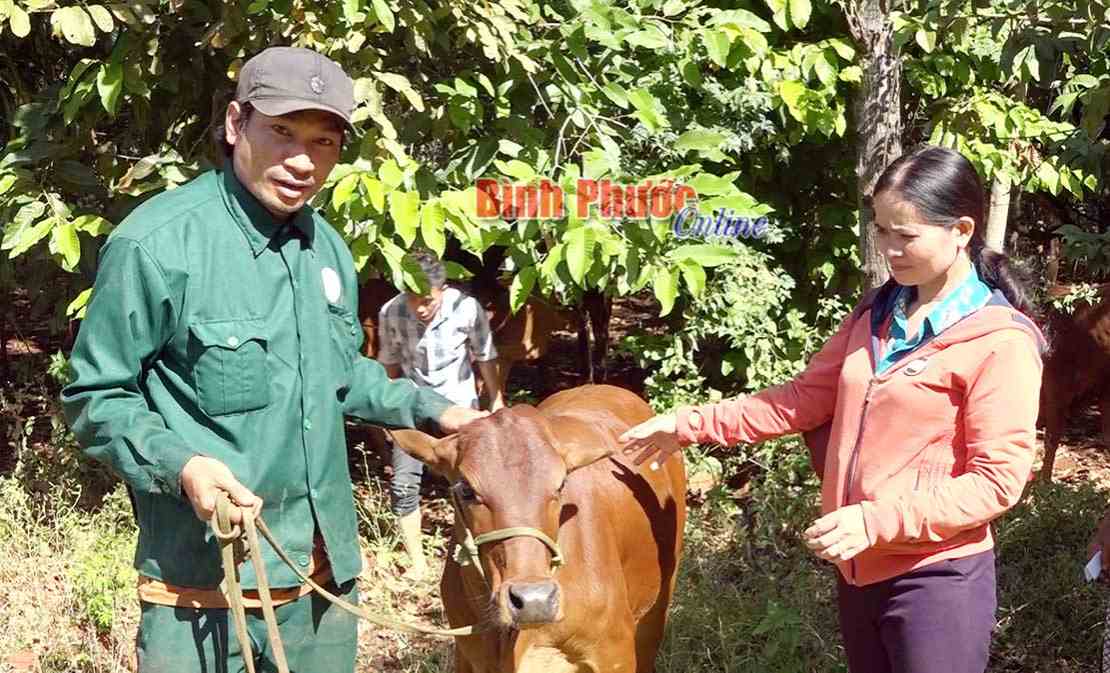 79 con bò giống trao tặng hộ nghèo dân tộc thiểu số
