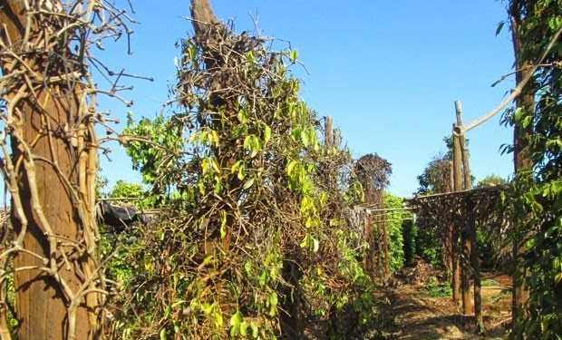 1.263,1 ha tiêu bị tuyến trùng gây hại 1.263,1 ha tiêu bị tuyến trùng gây hại