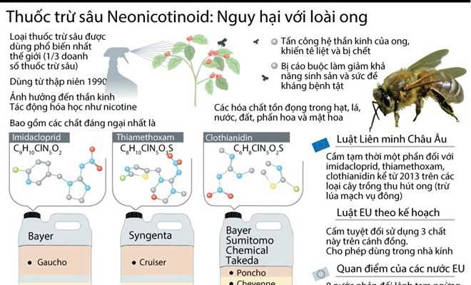 Thuốc trừ sâu neonicotinoid nguy hại tới loài ong