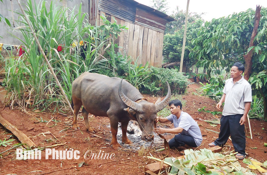 Mùa trả của, đáp lễ của đồng bào Xêtiêng ở Bình Phước Mùa trả của, đáp lễ của đồng bào Xêtiêng ở Bình Phước