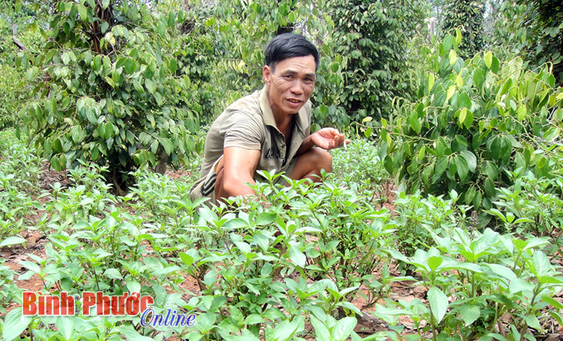 0,7 ha đất thu nhập gần 400 triệu đồng/năm 0,7 ha đất thu nhập gần 400 triệu đồng/năm