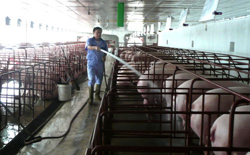 Doanh nghiệp chăn nuôi gia súc tập trung được hỗ trợ Doanh nghiệp chăn nuôi gia súc tập trung được hỗ trợ