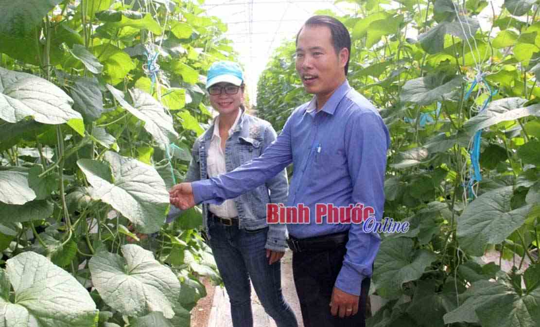 Tạo môi trường thân thiện từ dưa lưới Tạo môi trường thân thiện từ dưa lưới