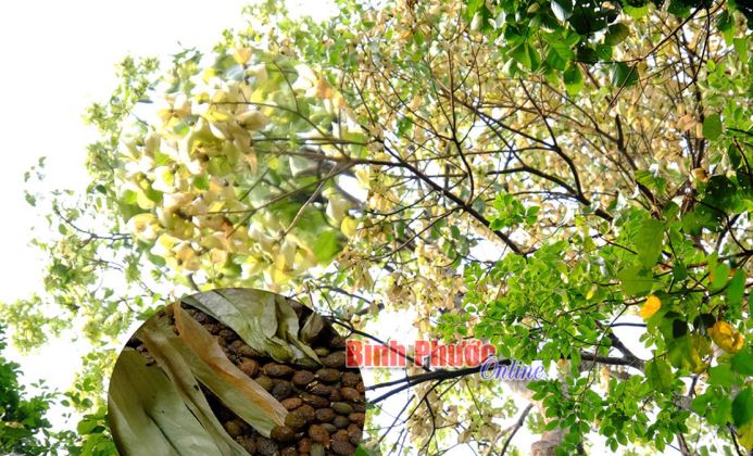 Gian nan bảo vệ “lộc rừng” - Bài 1 Gian nan bảo vệ “lộc rừng” - Bài 1