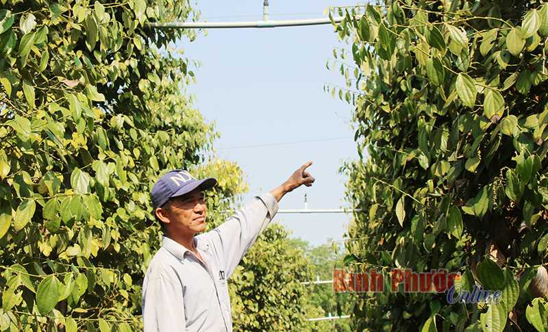 Nông dân Bù Đốp sáng tạo trong thu hoạch tiêu Nông dân Bù Đốp sáng tạo trong thu hoạch tiêu