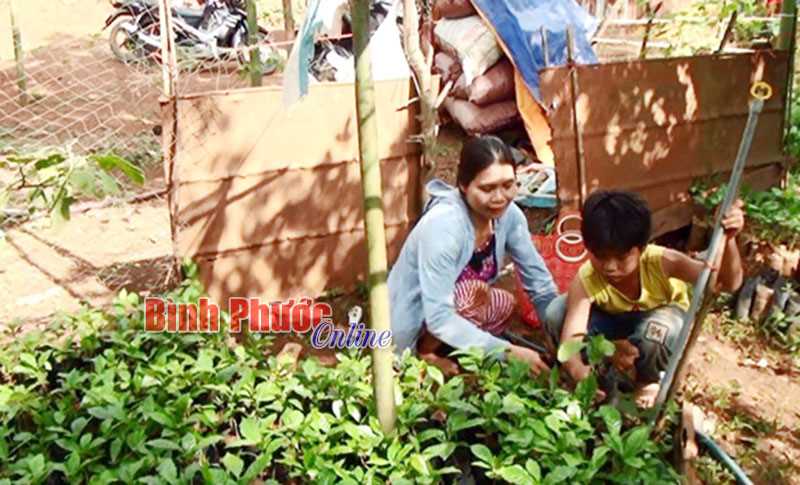 Nghị lực vươn lên của một phụ nữ S’tiêng Nghị lực vươn lên của một phụ nữ S’tiêng