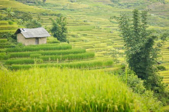 Ngải Thầu mùa lúa chín Ngải Thầu mùa lúa chín