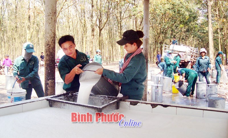 Sôi nổi ra quân khai thác mủ cao su Sôi nổi ra quân khai thác mủ cao su