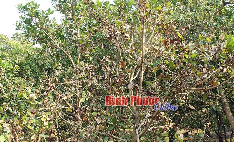 Sâu bệnh hại cây điều và cách phòng trừ Sâu bệnh hại cây điều và cách phòng trừ