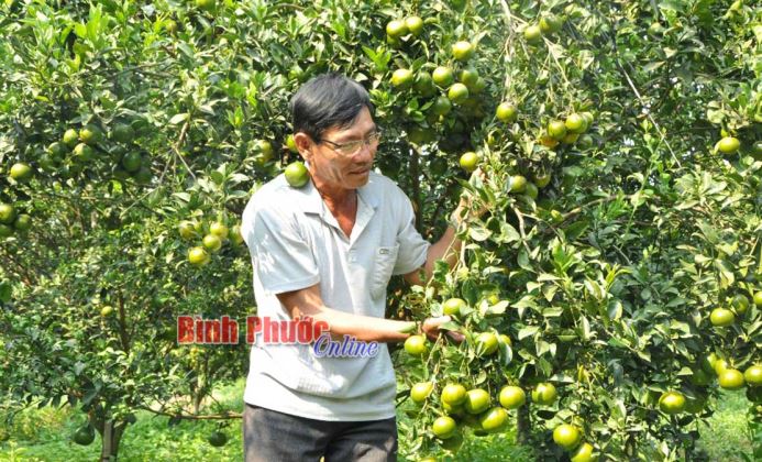 Xanh mướt giữa mùa khô Xanh mướt giữa mùa khô