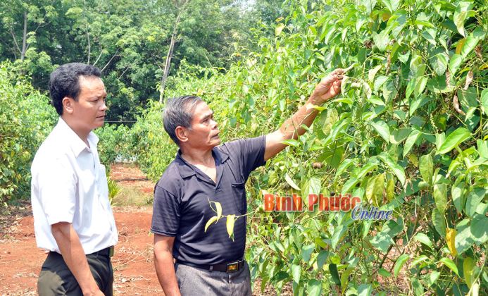 Hồ tiêu một thời hào quang - Bài 1 Hồ tiêu một thời hào quang - Bài 1
