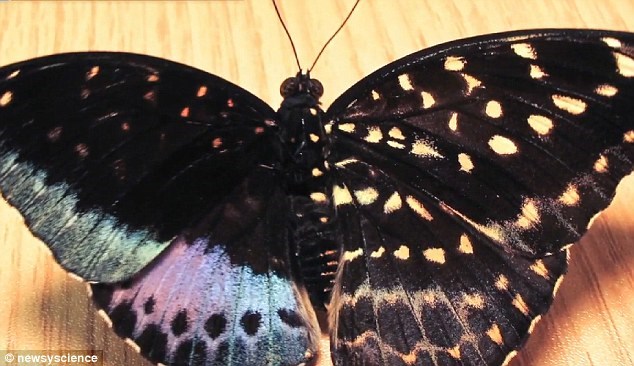 120115buom.jpg