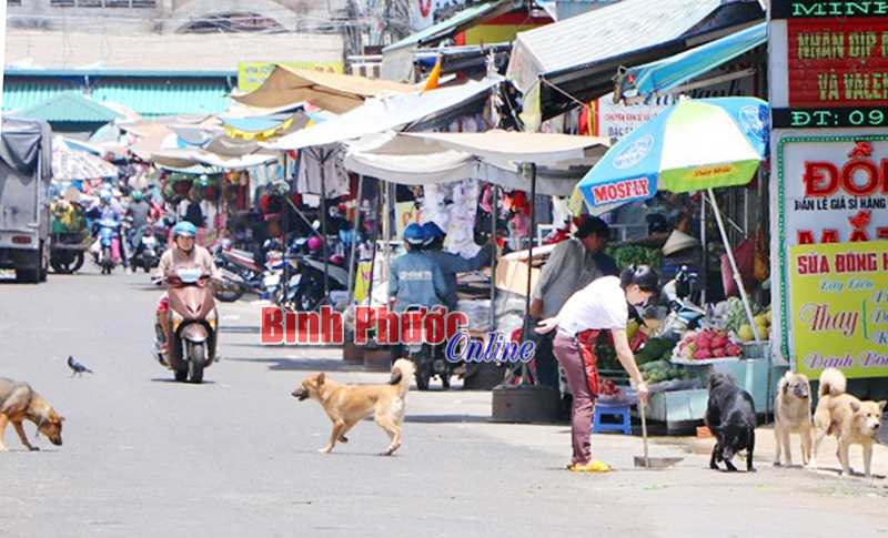 Nguy hiểm từ chó thả rông Nguy hiểm từ chó thả rông