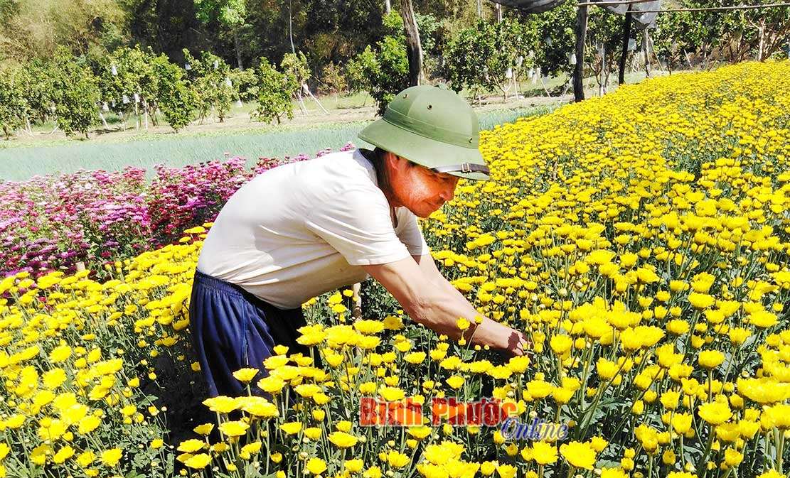 Thu nhập cao từ trồng rau màu vụ tết Thu nhập cao từ trồng rau màu vụ tết