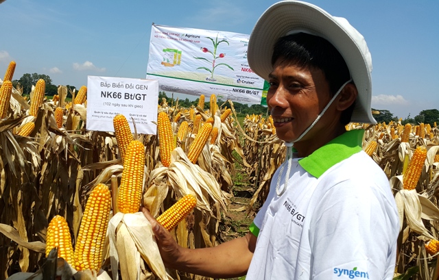Ngô biến đổi gene: Mắt thấy, tai nghe Ngô biến đổi gene: Mắt thấy, tai nghe