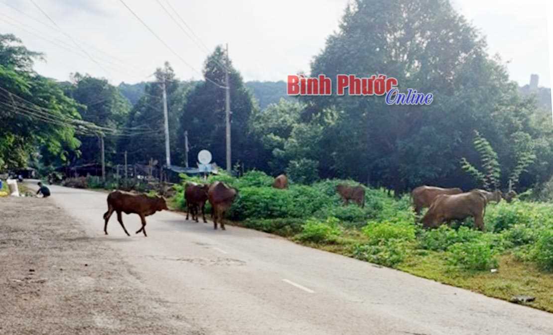 Chăn thả trâu, bò trên đường Chăn thả trâu, bò trên đường
