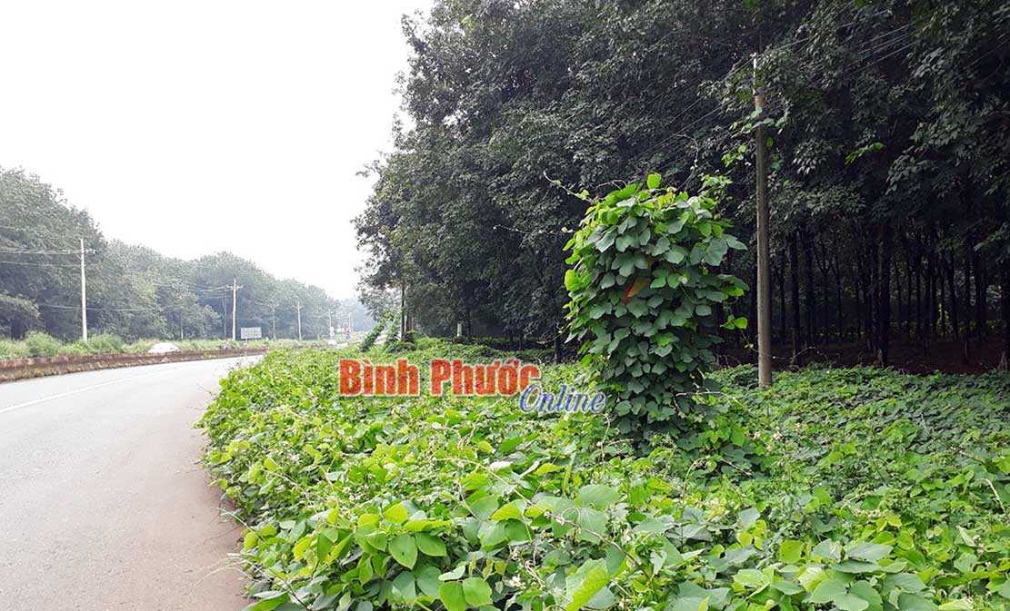 Biển báo dây leo