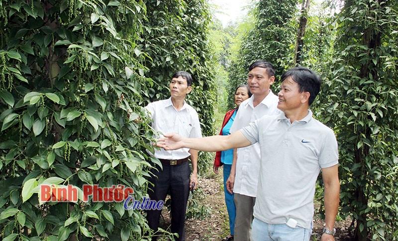 Hồn Việt Bắc giữa lòng Bình Phước - Bài 1