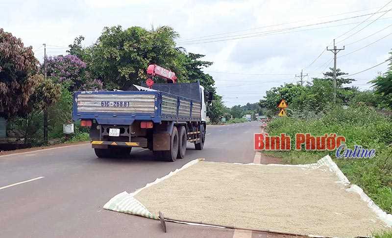 Phơi lúa lấn chiếm lòng đường Phơi lúa lấn chiếm lòng đường