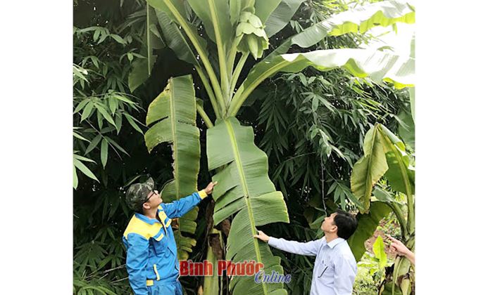 Bảo tồn và phát triển nguồn gen chuối chân voi Bảo tồn và phát triển nguồn gen chuối chân voi