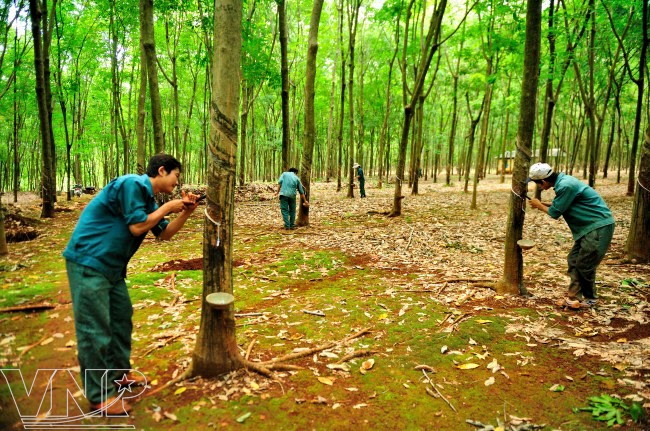 Để cây cao su phát triển bền vững