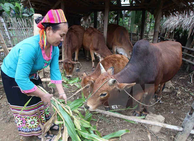 Vận động nhắn tin ủng hộ người nghèo từ 0 giờ ngày 15-10