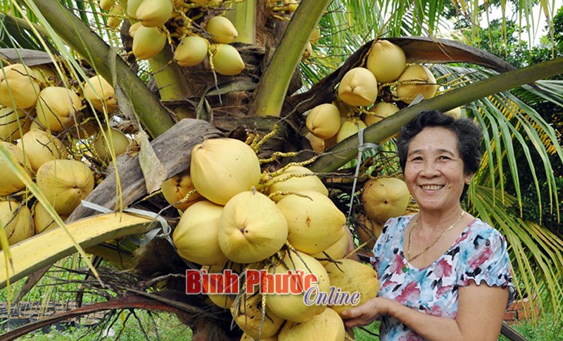 Có một Bến Tre ở bình phước