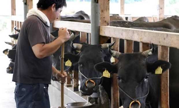 Mỹ nhất trí tăng hạn ngạch nhập khẩu thịt bò Nhật Bản Mỹ nhất trí tăng hạn ngạch nhập khẩu thịt bò Nhật Bản