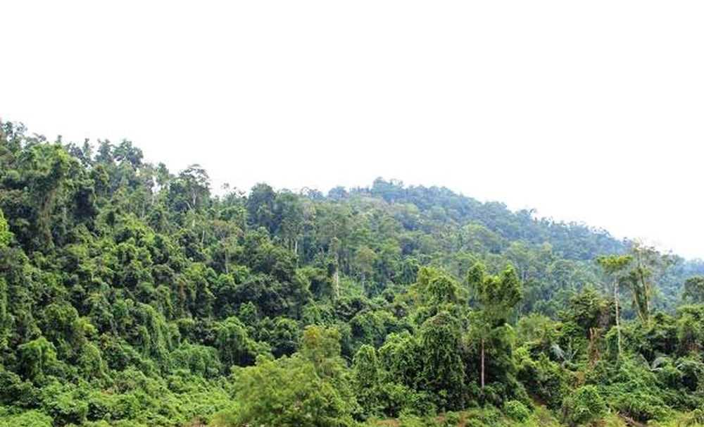 Giao khoán bảo vệ 40.117,5 ha rừng Giao khoán bảo vệ 40.117,5 ha rừng
