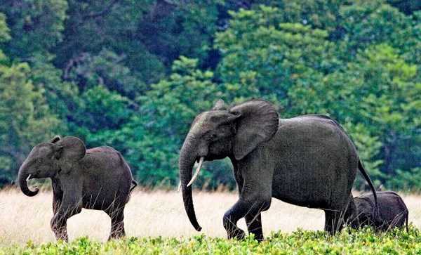 12 người bị bắt cóc tại khu bảo tồn động vật quý hiếm ở Congo 12 người bị bắt cóc tại khu bảo tồn động vật quý hiếm ở Congo