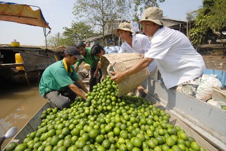Hậu Giang: Khan hiếm hàng, giá chanh không hạt tăng kỷ lục Hậu Giang: Khan hiếm hàng, giá chanh không hạt tăng kỷ lục