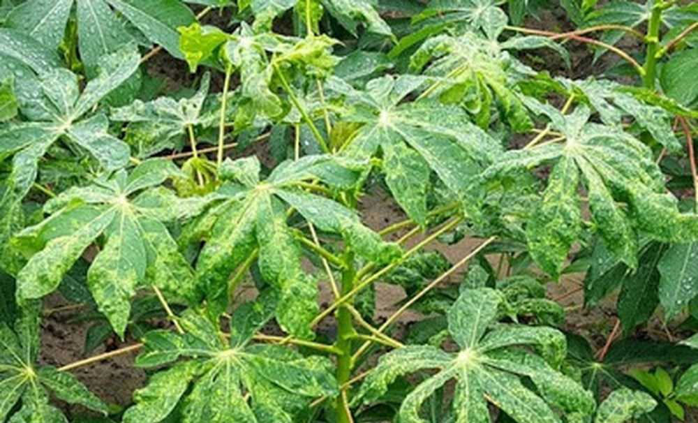 Nghiêm cấm mua bán, trồng giống mì HLS 11 Nghiêm cấm mua bán, trồng giống mì HLS 11