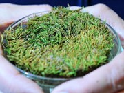 Rêu mọc lại sau 1.500 năm bị đóng băng tại Nam Cực