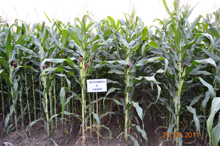 Xây dựng dữ liệu gen cây trồng và vật nuôi ở Bình Phước
