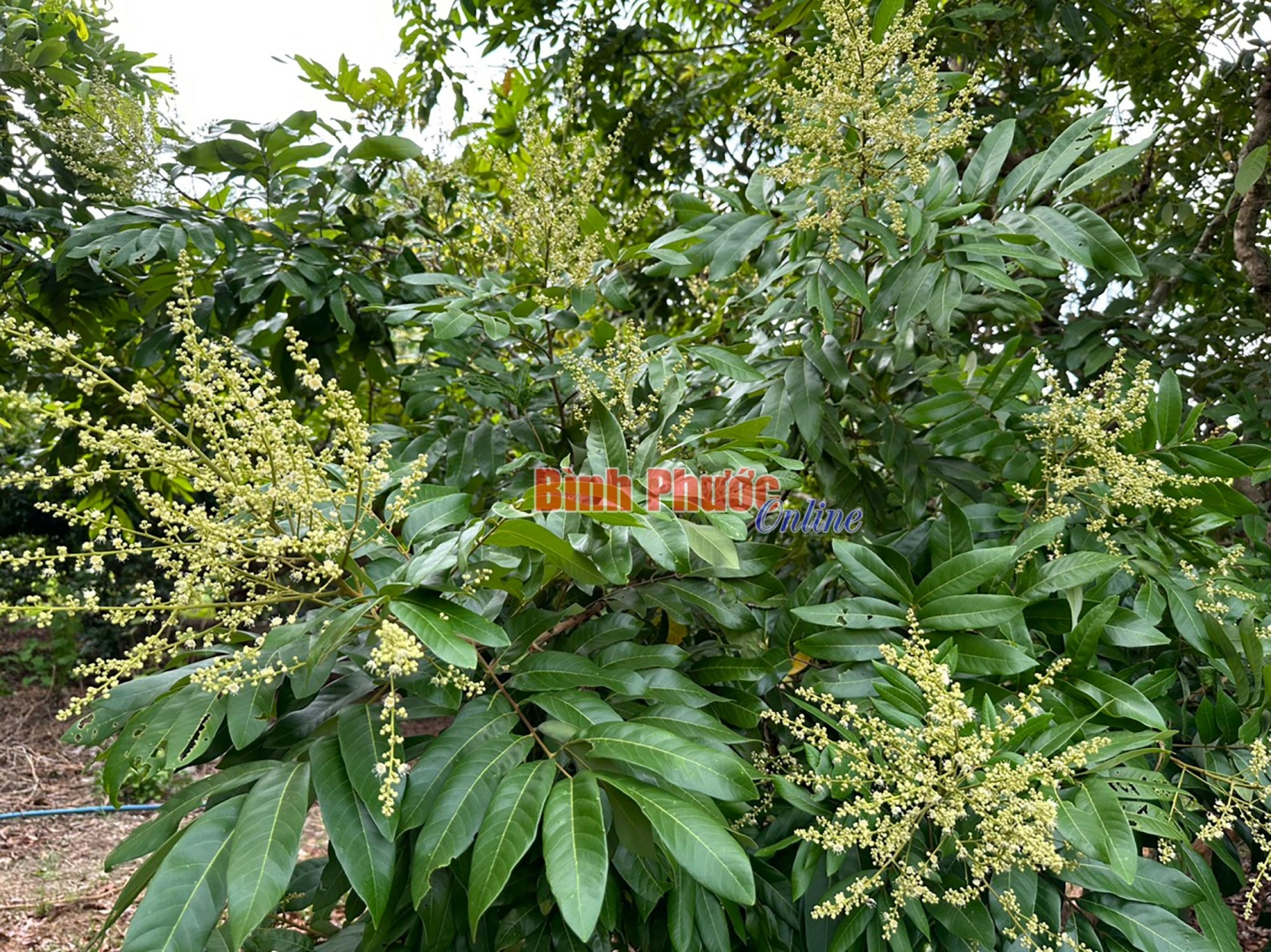 1_21372222052024.jpg