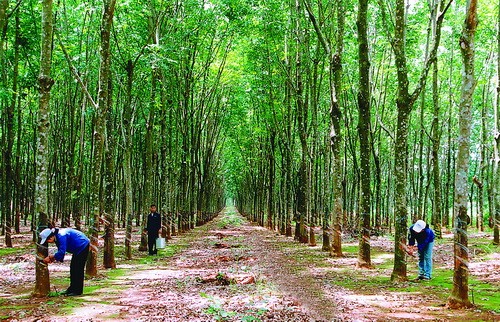 VRG tiếp tục tái cơ cấu lao động và sản phẩm