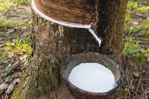 Cao su tự nhiên có thể sẽ tăng giá trong vài tháng tới Cao su tự nhiên có thể sẽ tăng giá trong vài tháng tới