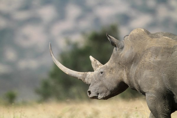 20150729_whiterhino.jpg