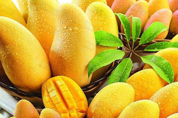 Xoài có thể giúp phòng ngừa chứng béo phì và bệnh tiểu đường