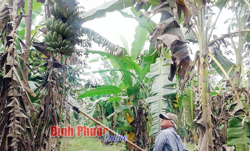 Giá chuối tăng - nông dân vừa mừng vừa lo Giá chuối tăng - nông dân vừa mừng vừa lo