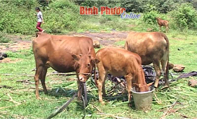 Giảm nghèo nhờ dự án hỗ trợ bò sinh sản