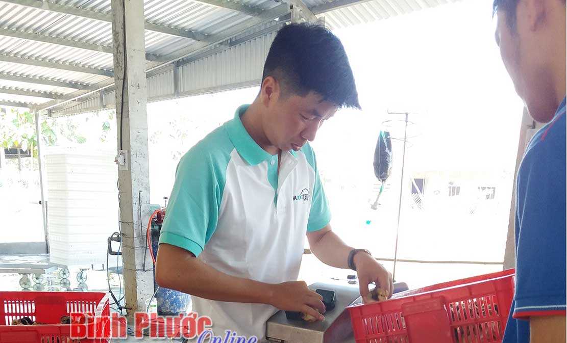 Nuôi gà thời công nghệ 4.0