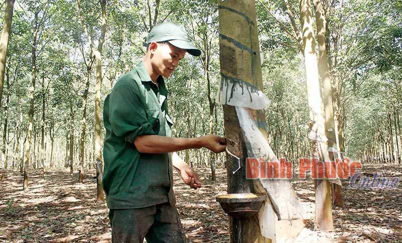 Điểu Đơ: Nhờ công ty cao su mà thanh niên S’tiêng có việc làm