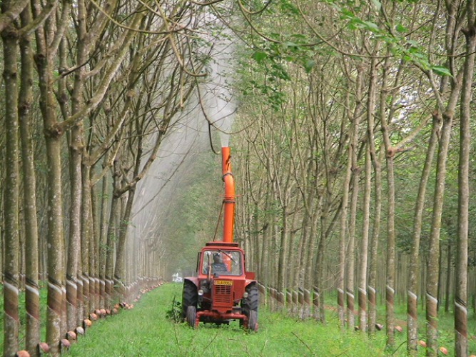 Chủ động phòng bệnh nấm hồng trên cây cao su