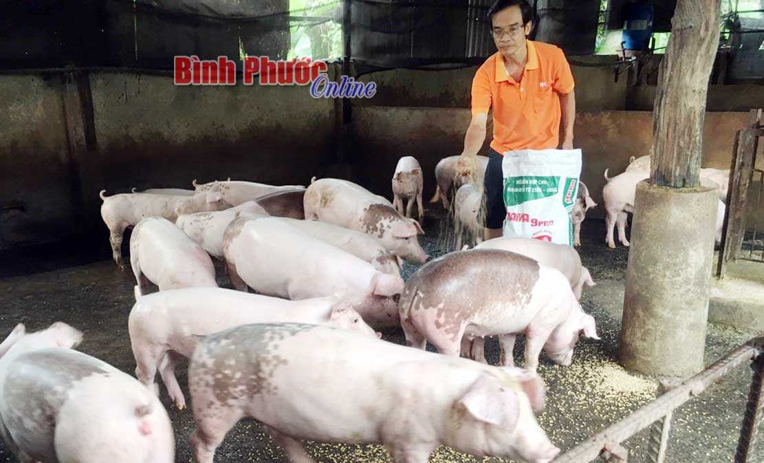 Phát triển chăn nuôi phải gắn với thị trường