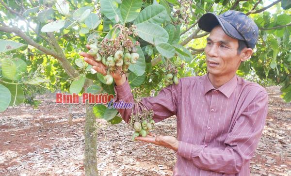 Nhà nông trồng điều giỏi Nhà nông trồng điều giỏi
