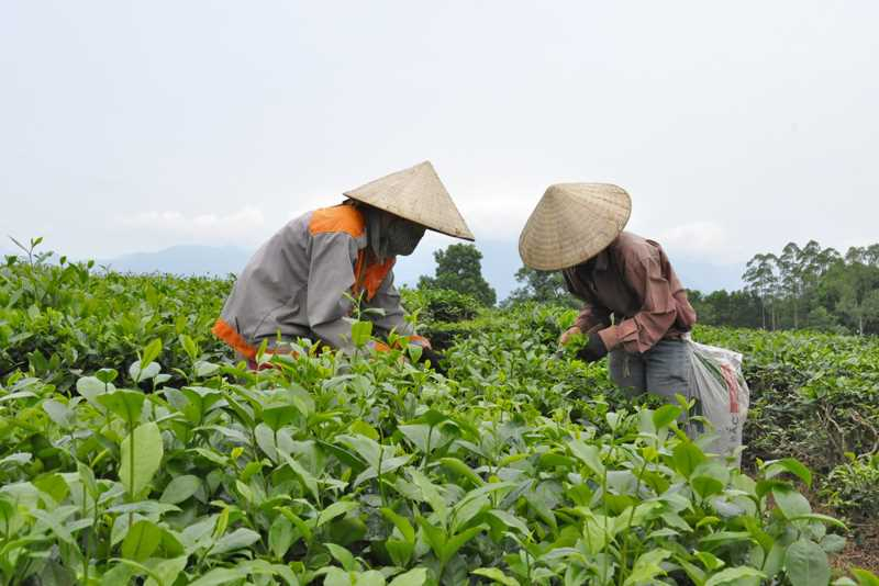 2084124_che_duong_hoa_15102816.jpg