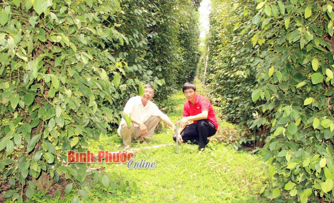 Bù Đốp dẫn đầu về cấp GCNQSDĐ sau quy hoạch 3 loại rừng