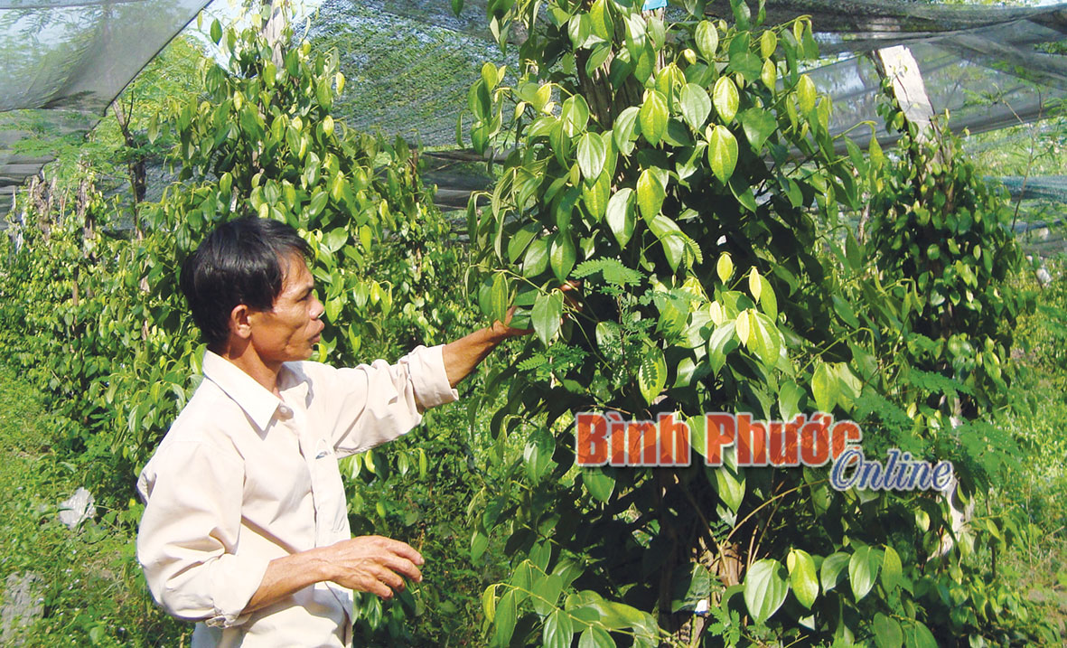 Thiện Hưng: 31 hộ hội viên nông dân DTTS thoát nghèo Thiện Hưng: 31 hộ hội viên nông dân DTTS thoát nghèo
